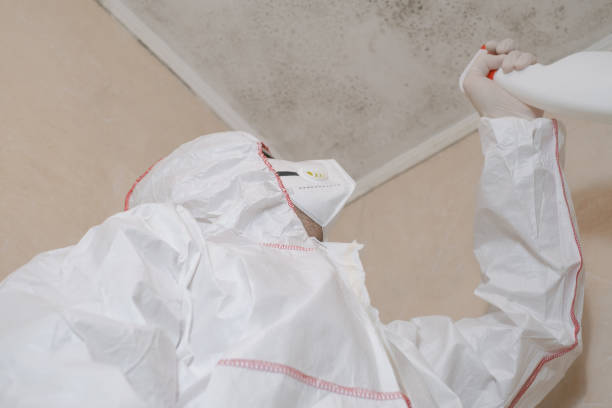 Best Same-Day Mold Removal  in Kenly, NC