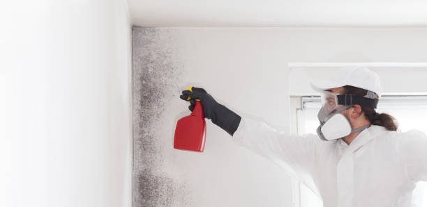 Attic Mold Removal in Kenly, NC