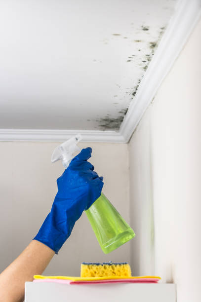 Best Fast Mold Removal  in Kenly, NC